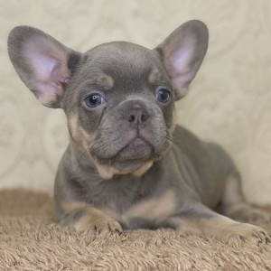 Quality French Bulldog Puppies.