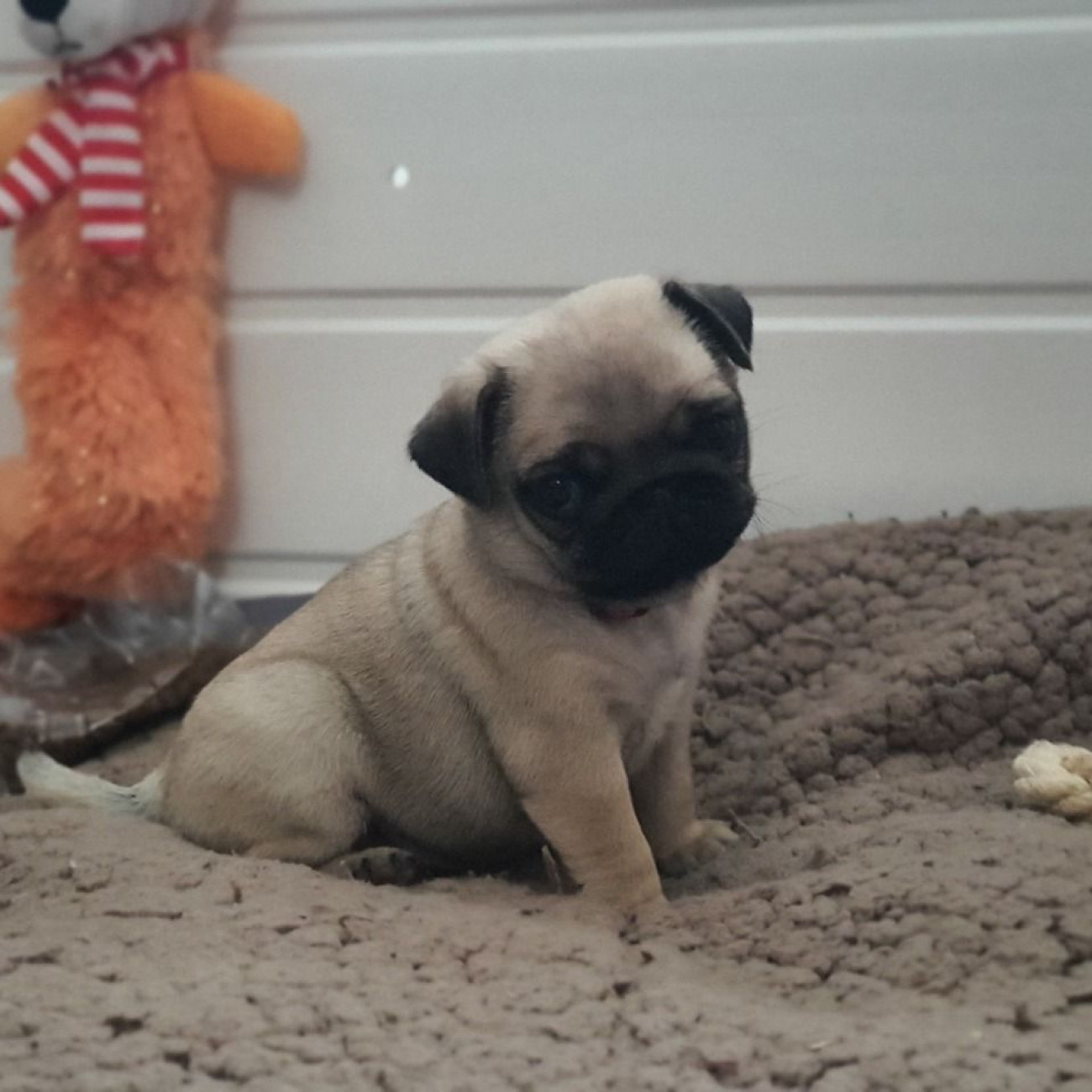 Cute pug puppies,