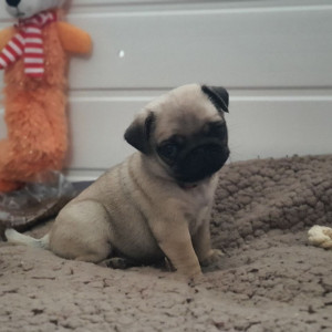 Cute pug puppies,