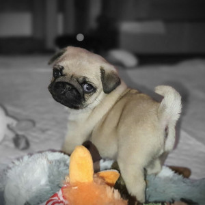 Cute pug puppies,