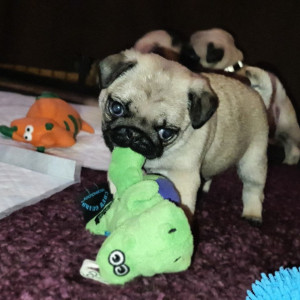 Cute pug puppies,