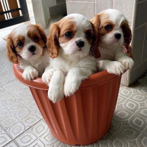 beautiful cavalier king charles,