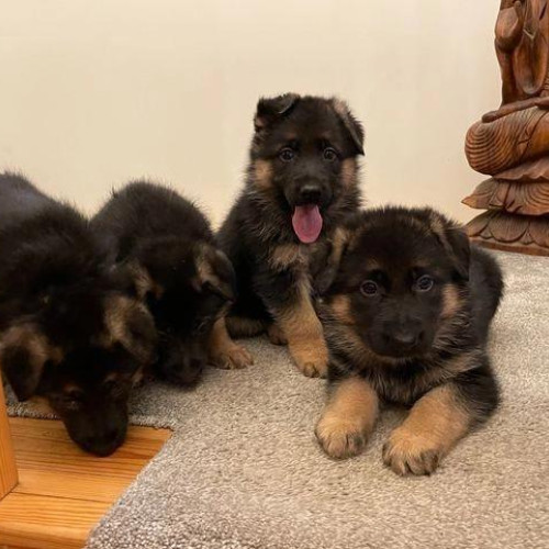 Beautiful German shepherd puppies,