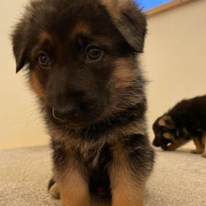 Beautiful German shepherd puppies,