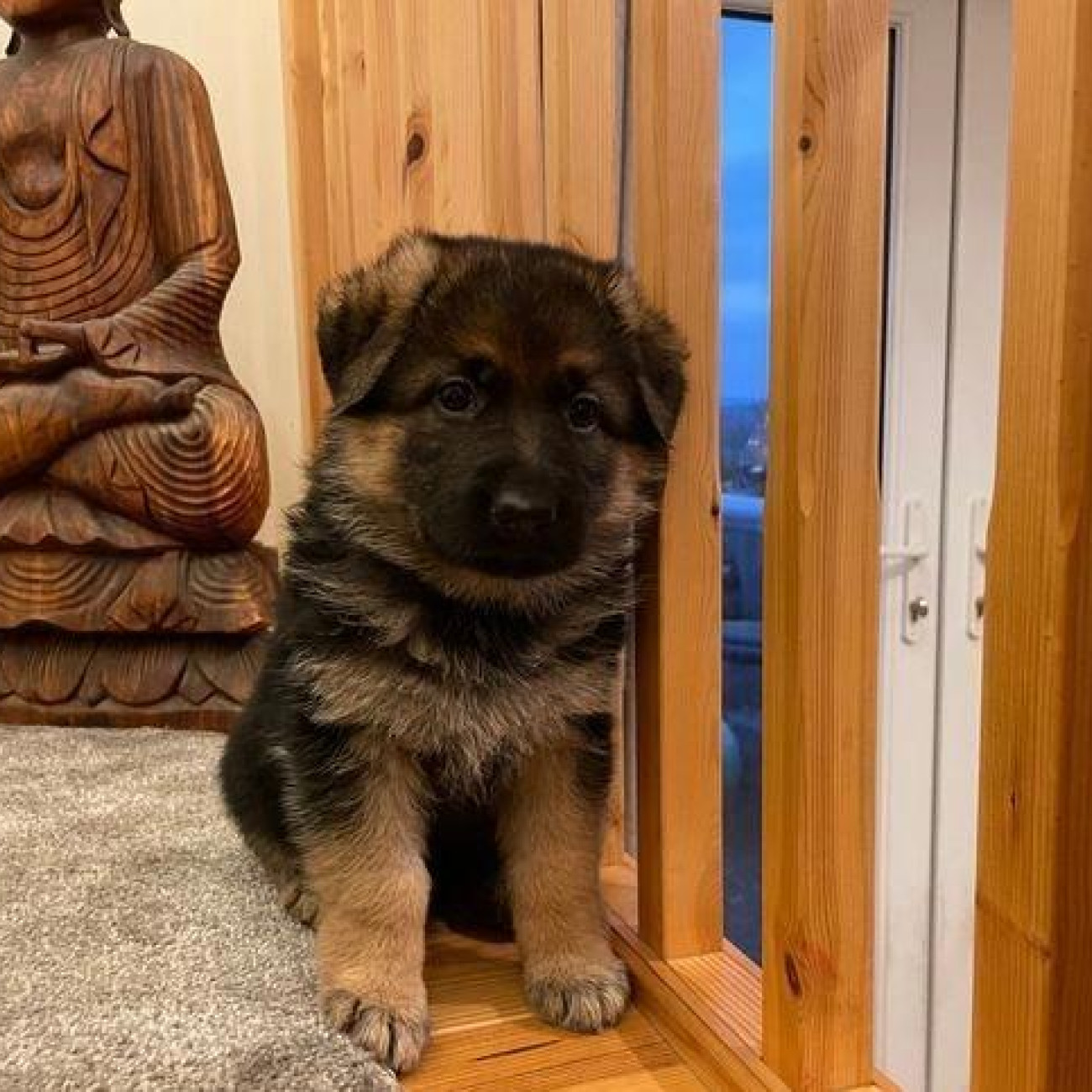 Beautiful German shepherd puppies,