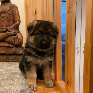 Beautiful German shepherd puppies,