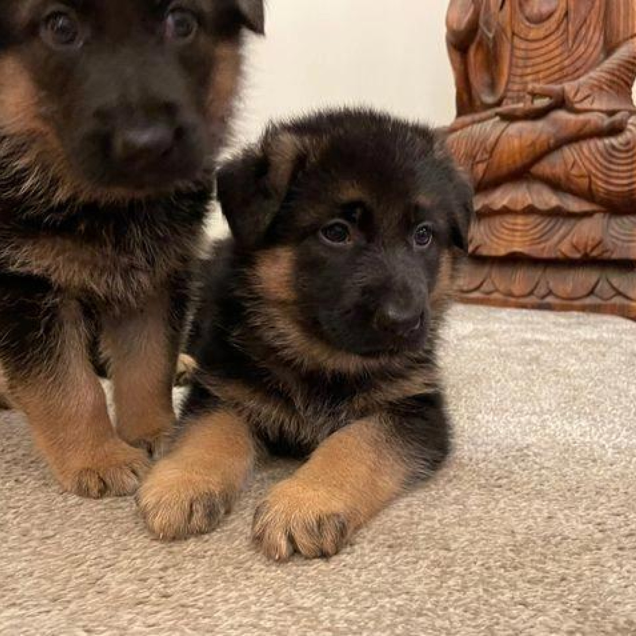 Beautiful German shepherd puppies,