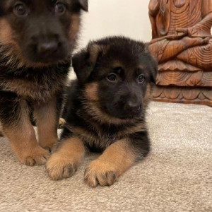 Beautiful German shepherd puppies,
