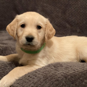 Cute Golden retriever,