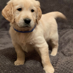 Cute Golden retriever,