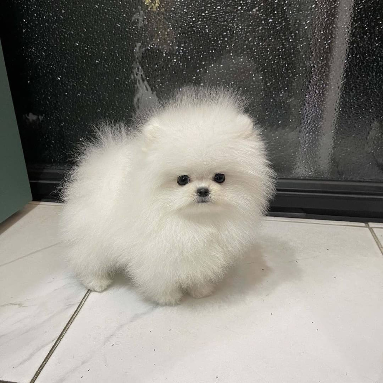 Beautiful Pomeranian puppies for good home