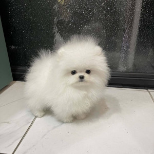 Beautiful Pomeranian puppies for good home