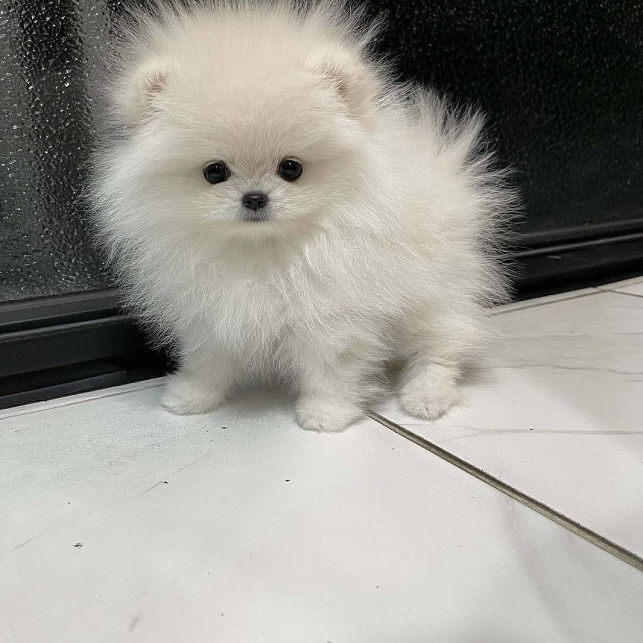 Beautiful Pomeranian puppies for good home