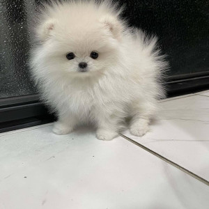 Beautiful Pomeranian puppies for good home