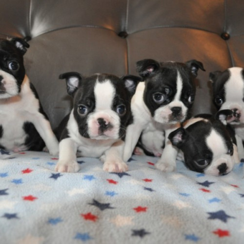 Very cute Boston Terrier,