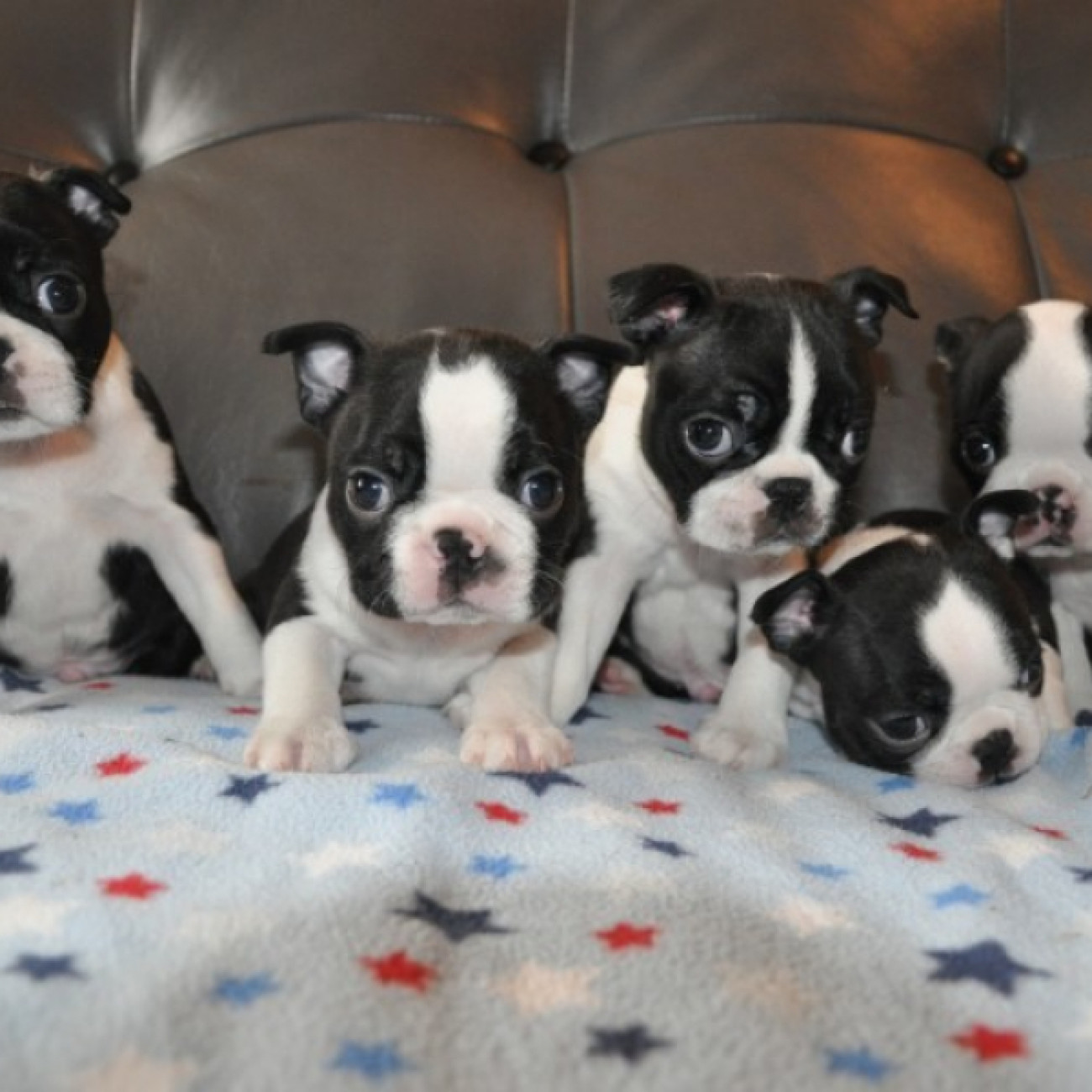 Very cute Boston Terrier,
