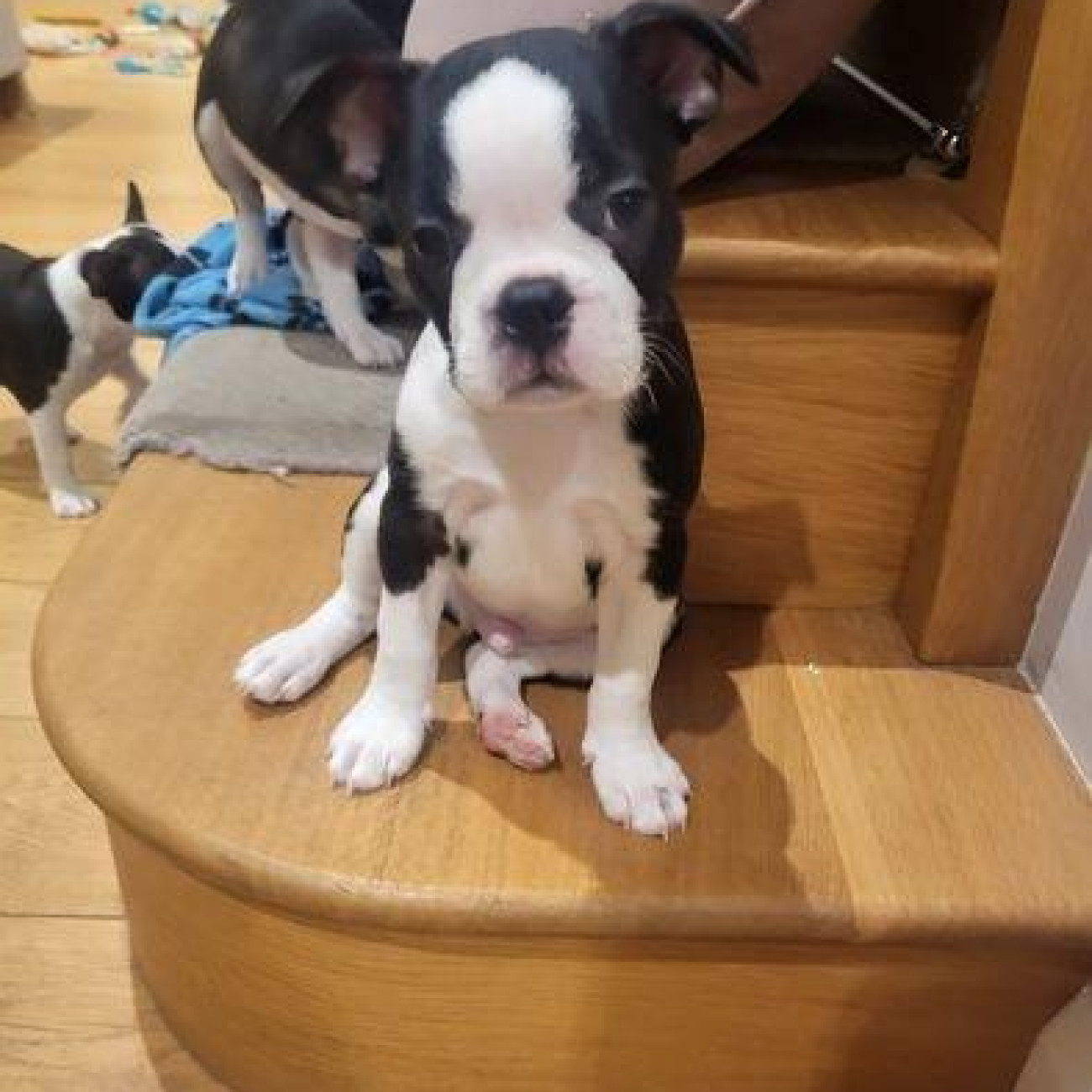 Very cute Boston Terrier,