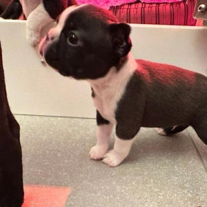 Very cute Boston Terrier,