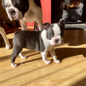 Very cute Boston Terrier,