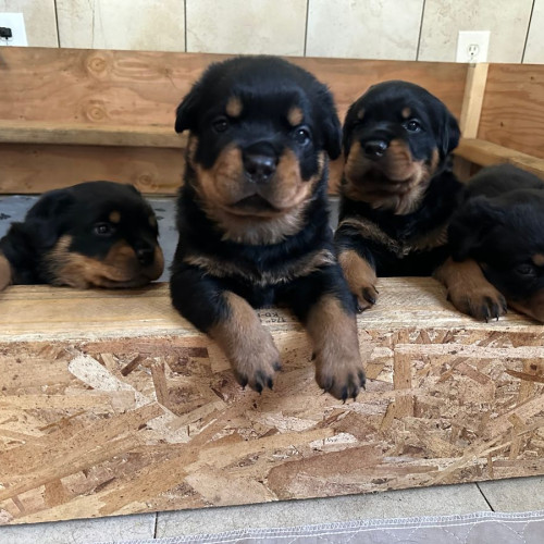 Beautiful Rottweiler Puppies