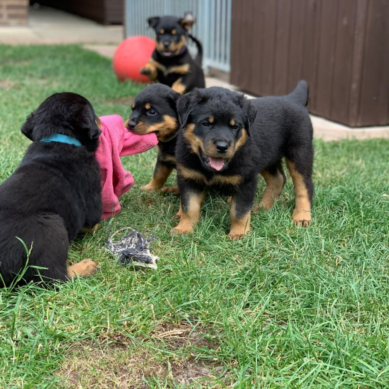 Beautiful Rottweiler Puppies