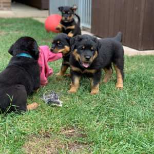 Beautiful Rottweiler Puppies