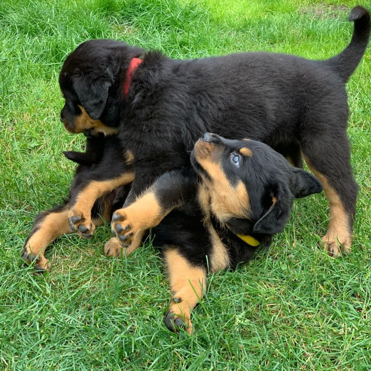 Beautiful Rottweiler Puppies