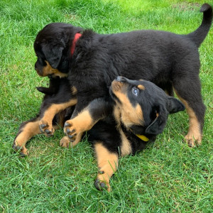 Beautiful Rottweiler Puppies