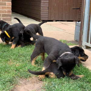 Beautiful Rottweiler Puppies