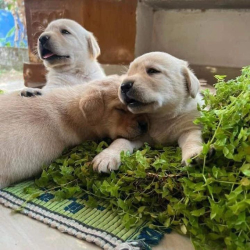 awesome labrador puppies
