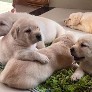 awesome labrador puppies