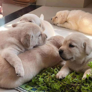 awesome labrador puppies