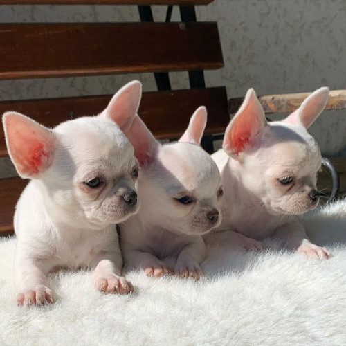 Home raised tea cup chihuahua puppies,