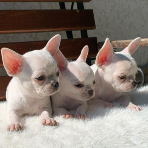 Home raised tea cup chihuahua puppies,