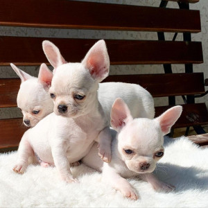 Home raised tea cup chihuahua puppies,
