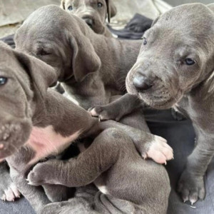 Beautiful Great Dane tea cup puppies.