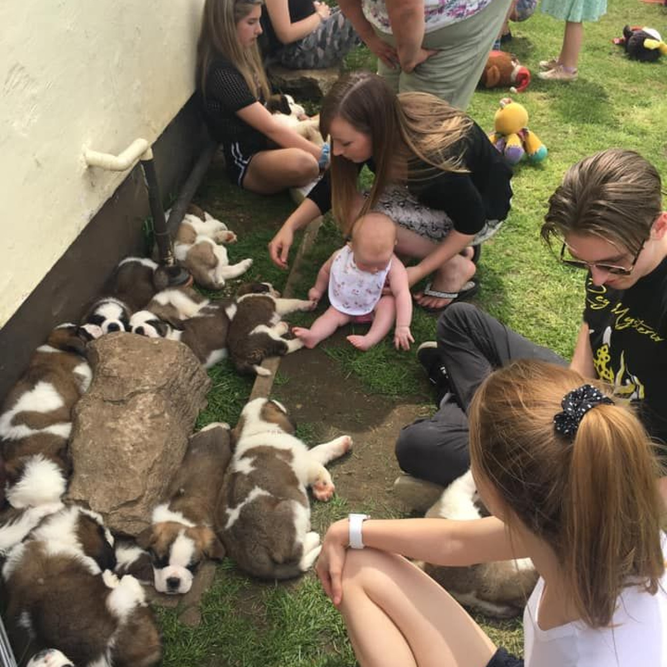 Adorable Saint Bernard puppies,