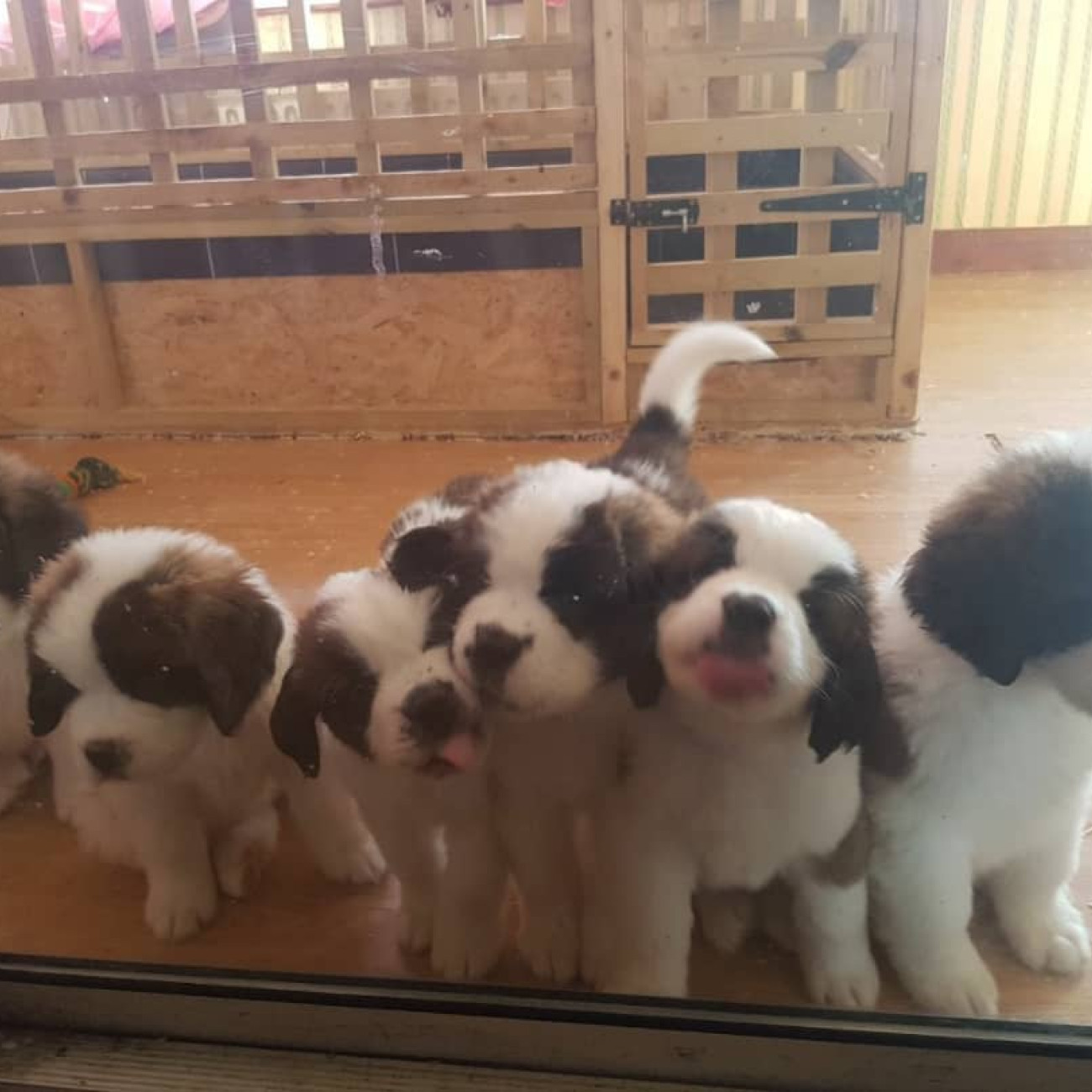 Adorable Saint Bernard puppies,