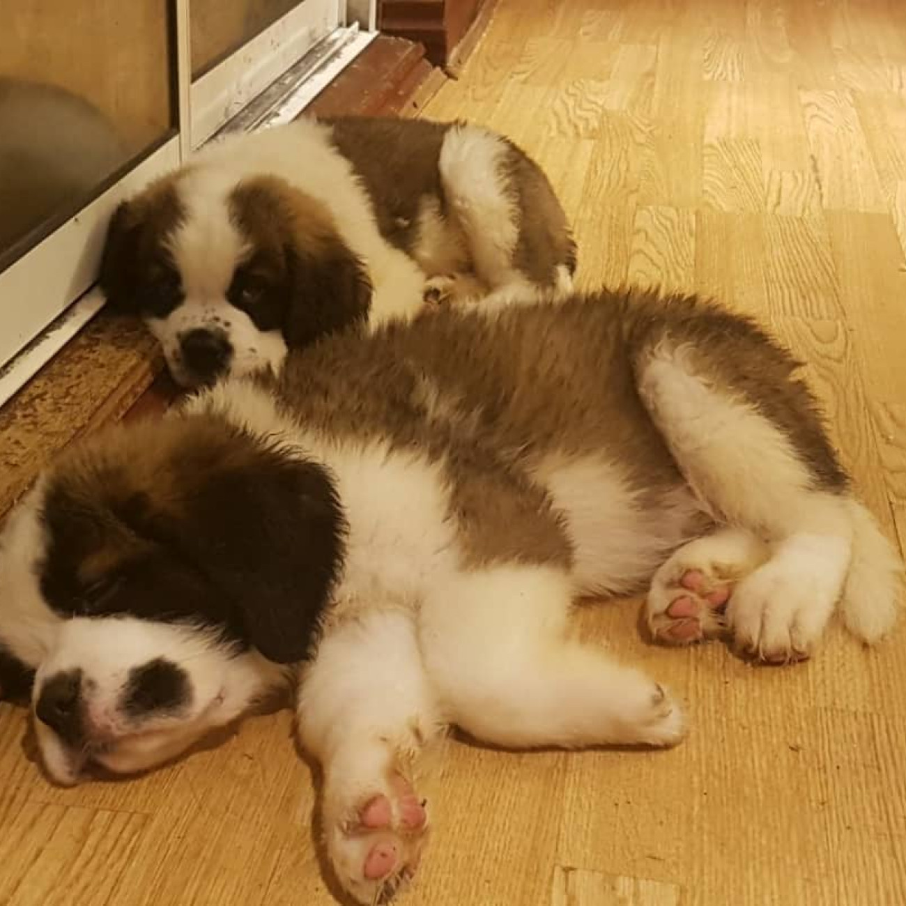 Adorable Saint Bernard puppies,