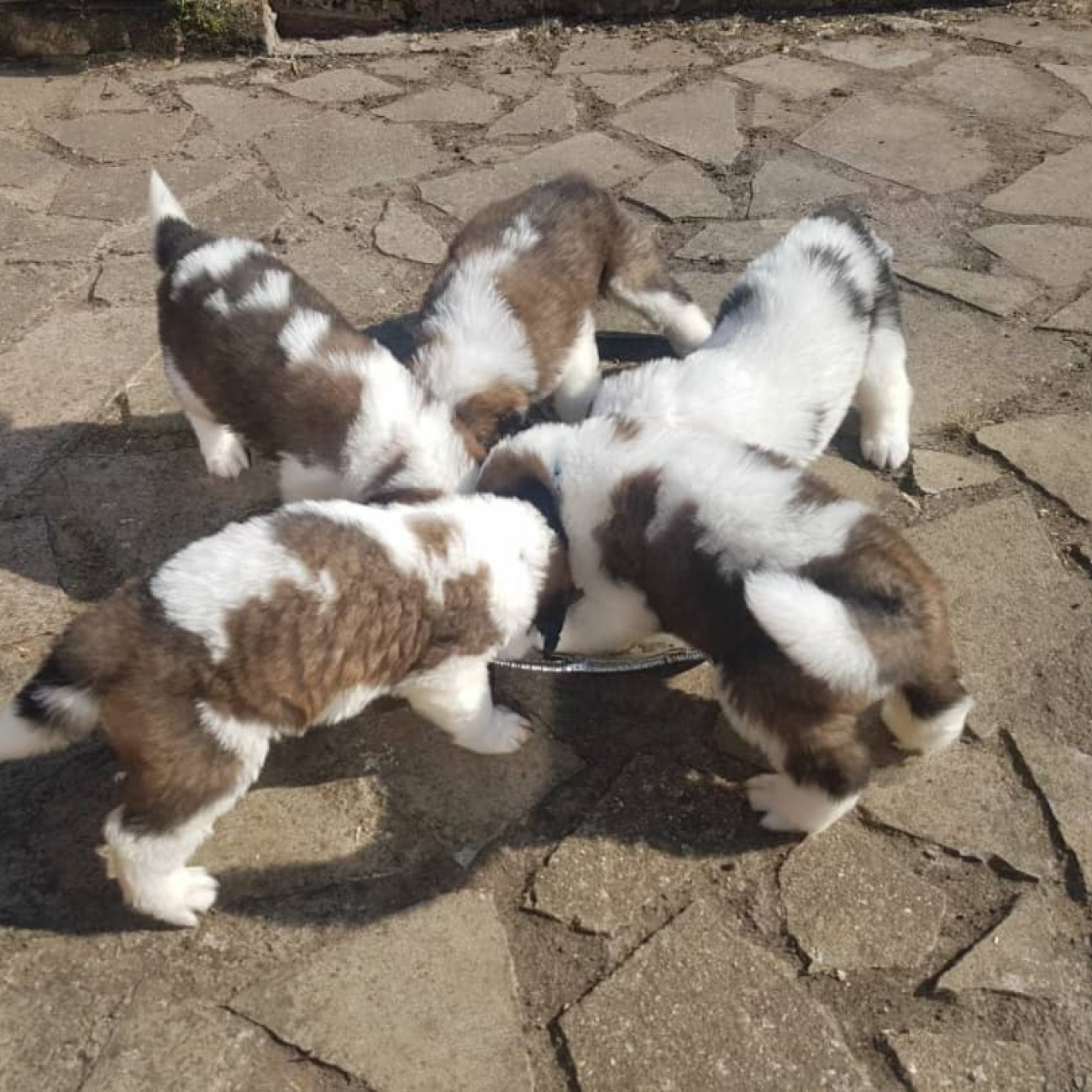 Adorable Saint Bernard puppies,