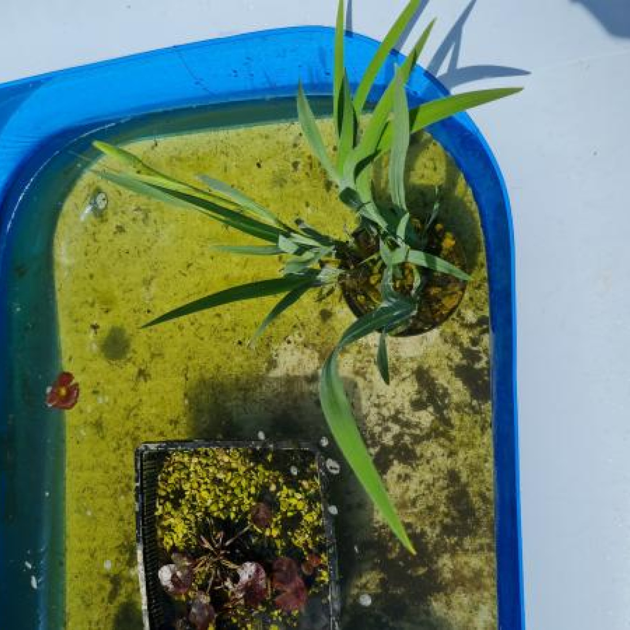 pond Lily's and iris