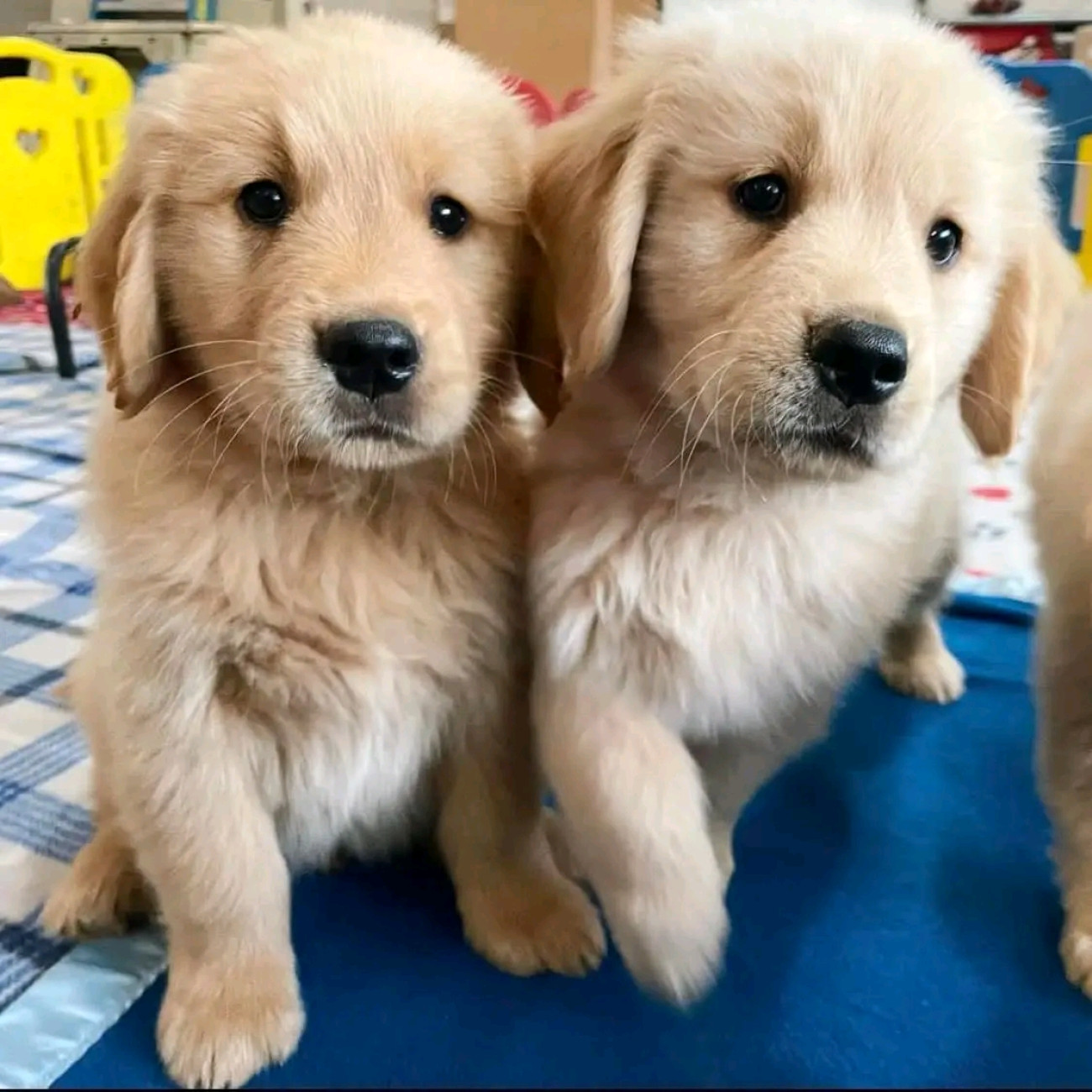 Golden retriever puppies