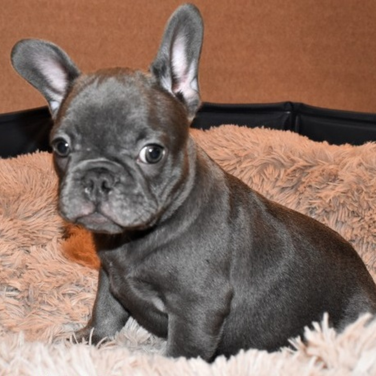 Stunning Kc Blue French Bulldog Puppies