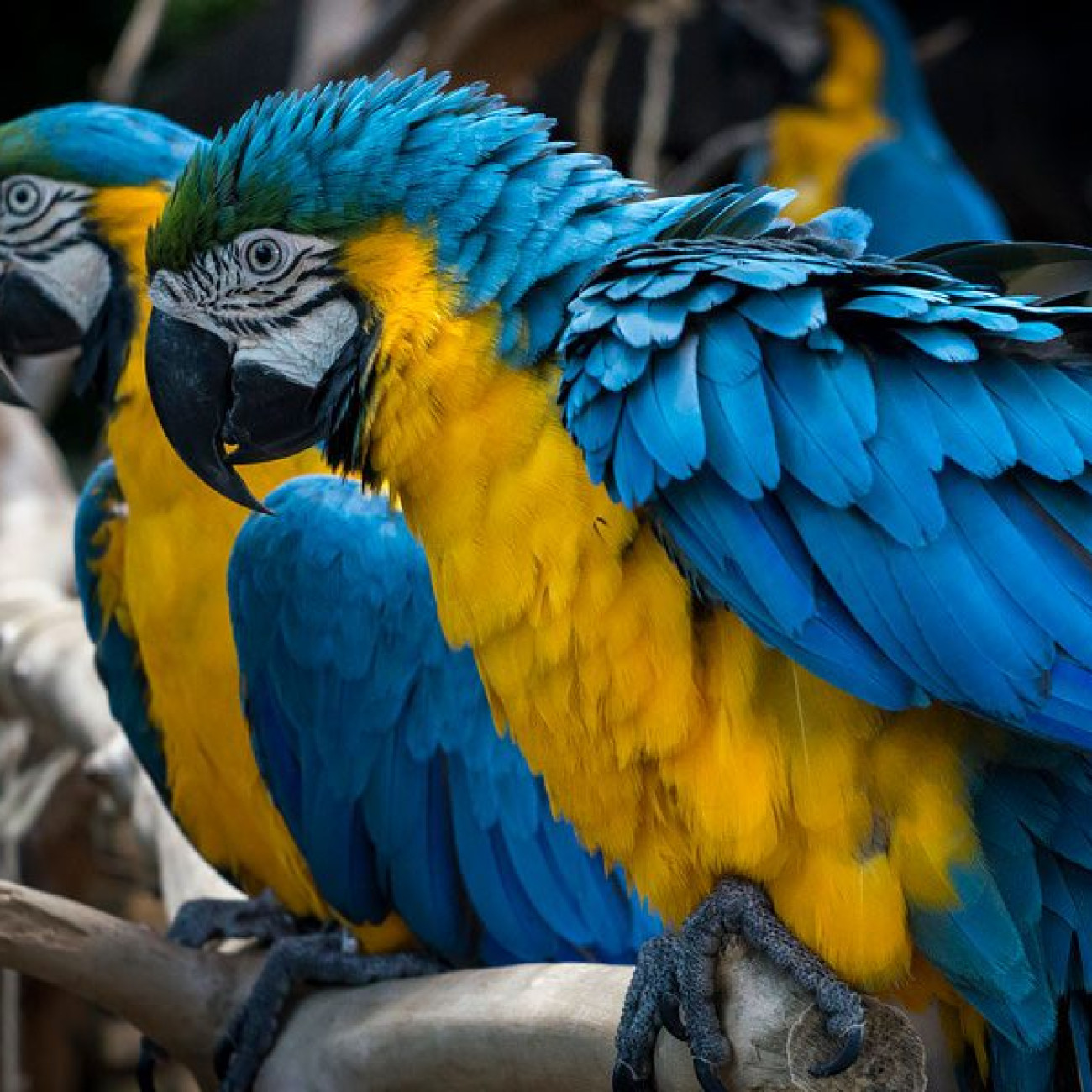 Parrot Babies and Fertile Parrot Eggs for sale