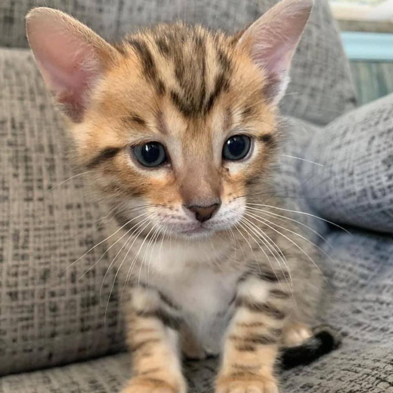 Cute Bengal kittens