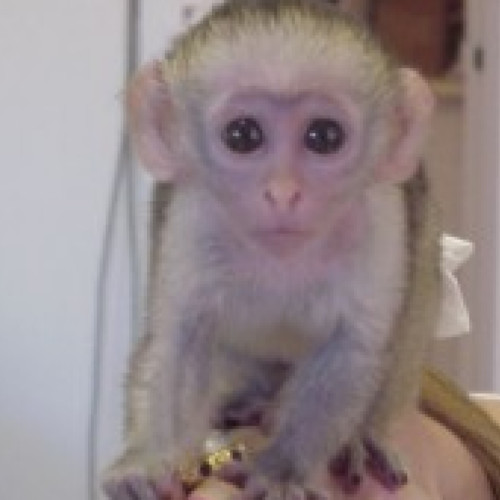 Top quality baby capuchin monkeys