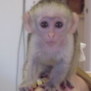 Top quality baby capuchin monkeys