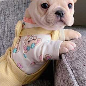 Males and Females French Bulldog Puppies Available for sale