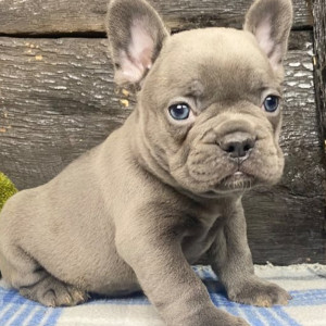 Males and Females French Bulldog Puppies Available for sale