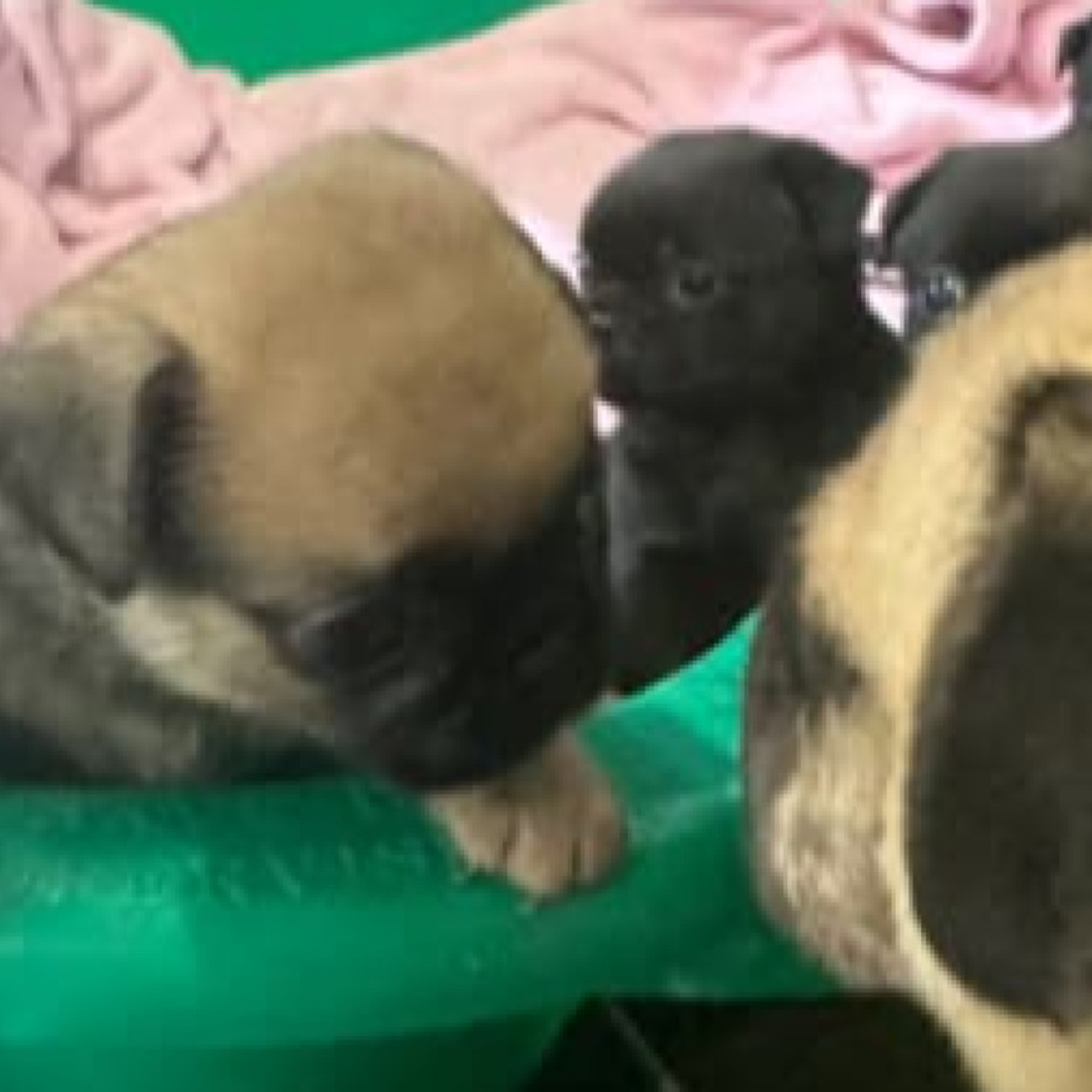 Pug puppies NEED new homes